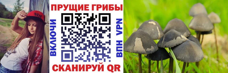 Псилоцибиновые грибы мицелий Асино
